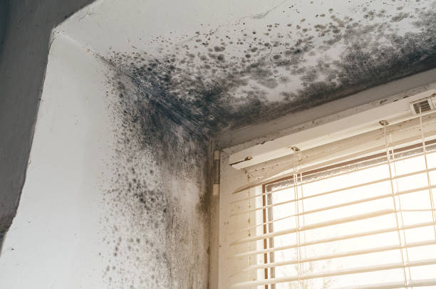 Affordable Mold Cleanup solutions in Hudson, NY